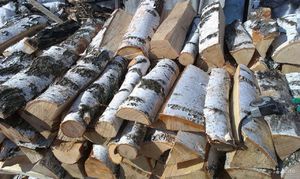 Заготовка дров из березы - основные правила