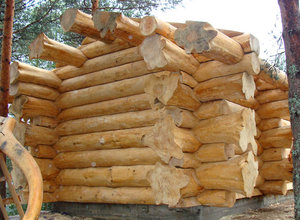 Свойства древесины для строительства сруба бани